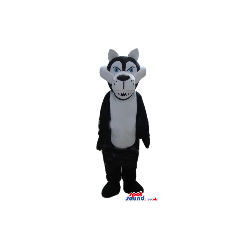 Fierceful black and white wolf with blue eyes - Custom Mascots