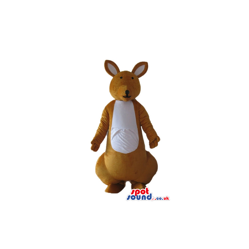 Brown kangaroo with a white belly and brown and white ears -