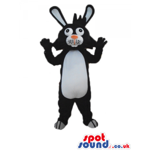 Black rabbit with white belly, black and white ears and an