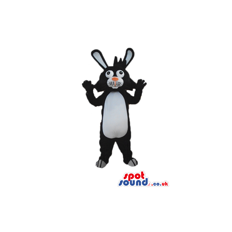 Black rabbit with white belly, black and white ears and an