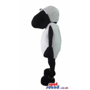 White sheep with black face, arms, legs, hands and feet -