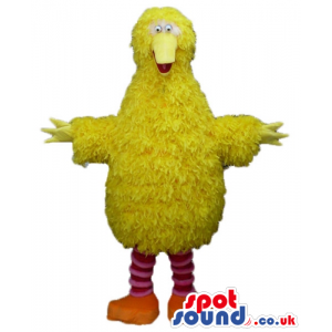 Yellow chicken with striped red and white legs and orange feet