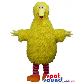 Yellow chicken with striped red and white legs and orange feet