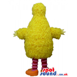 Yellow chicken with striped red and white legs and orange feet