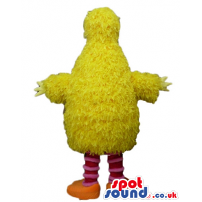 Yellow chicken with striped red and white legs and orange feet