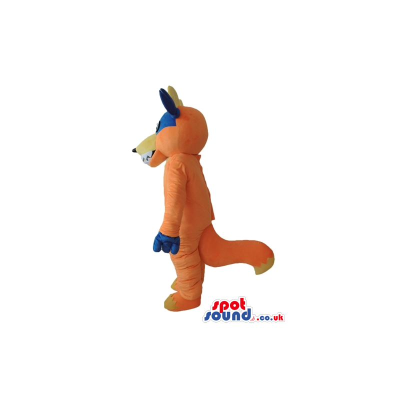 Orange fox with a yellow belly and ears wearing a blue mask