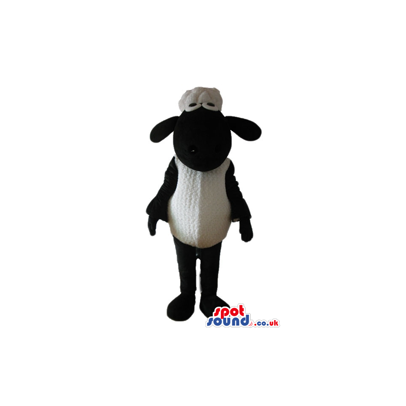 White sheep with black face, arms, legs, hands and feet -