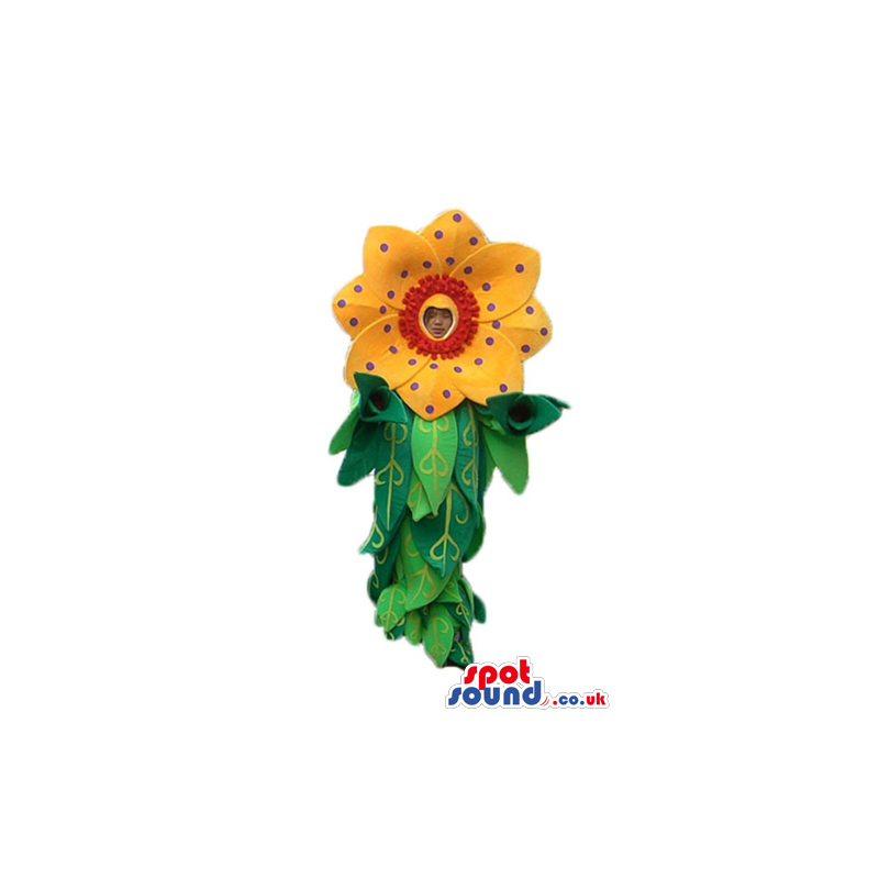 Flower with yellow petals, a red center and purple dots and