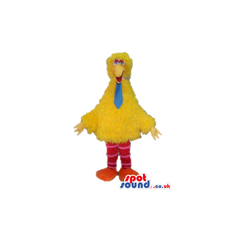 Yellow chicken with striped red and white legs and orange feet