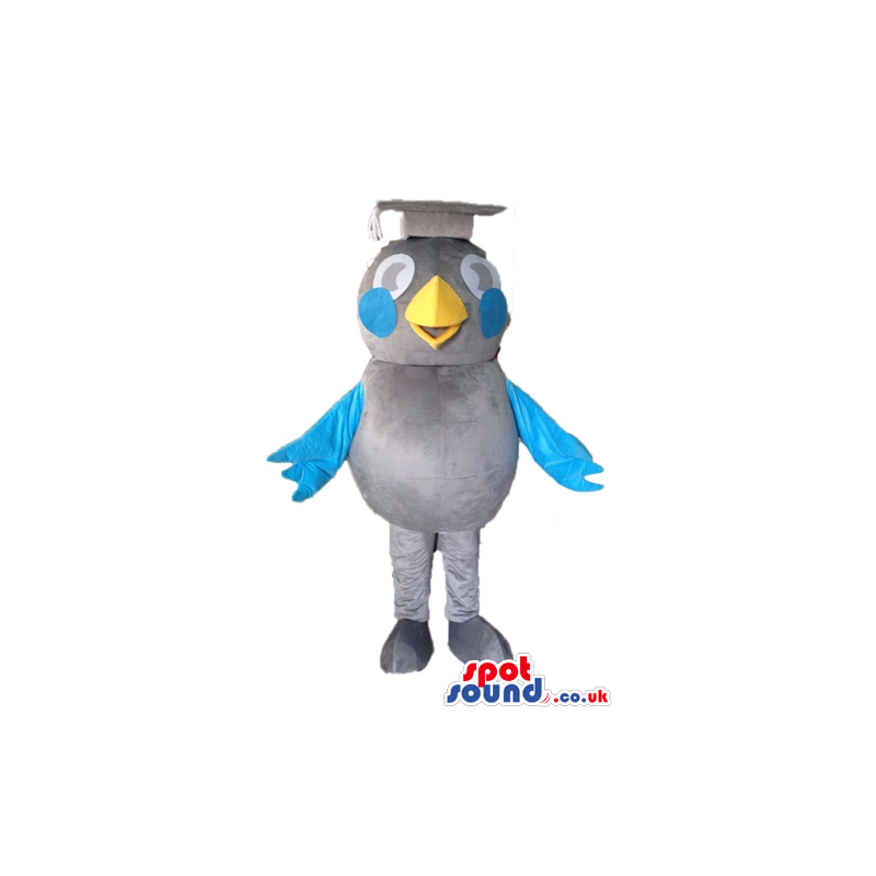 Grey bird with big round eyes, blue cheeks and blue wings and a
