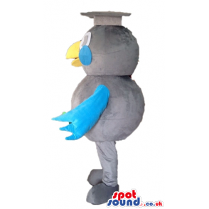 Grey bird with big round eyes, blue cheeks and blue wings and a