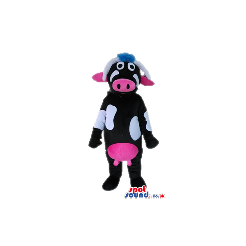 Black cow with white spots and pink breasts, nose and ears -