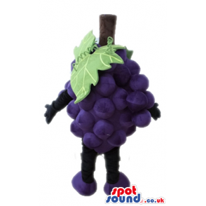 Purple bunch of grapes - your mascot in a box! - Custom Mascots