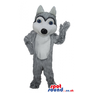 Grey Wolf Animal Mascot With Blue Eyes And White Plain Belly -