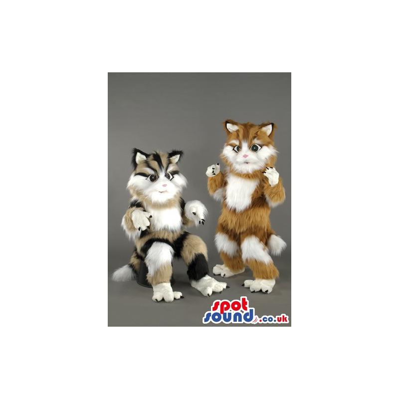 Two Percian cat mascot with mixed colours sitting and standing