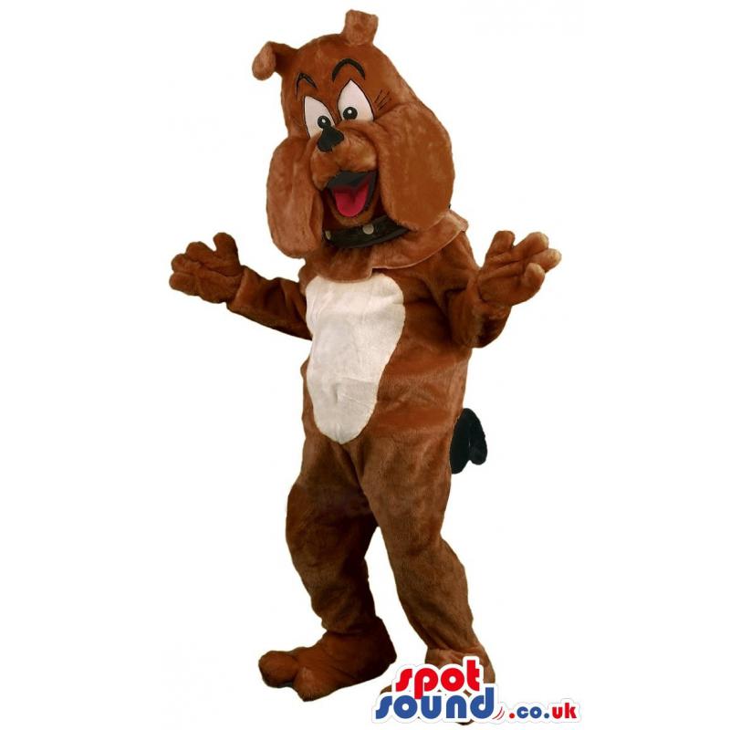 Bull dog mascot with belt around his neck & looking happy -