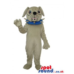 Angry Grey Bulldog Mascot Wearing A Blue Studded Collar -