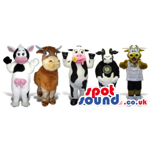 Group Of Five Cow Plush Mascots In Different Sizes And Colors -