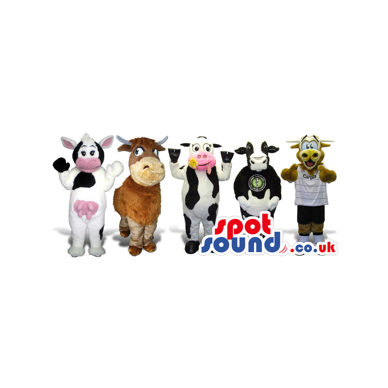 Group Of Five Cow Plush Mascots In Different Sizes And Colors -