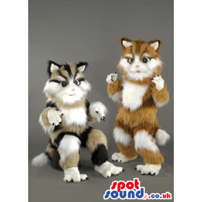 Two cute and fluffy cat mascots with bright green eyes - Custom