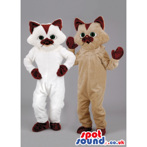 Two velvet touch cat mascot with brown ears and paws