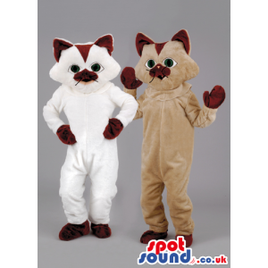 Two velvet touch cat mascot with brown ears and paws - Custom