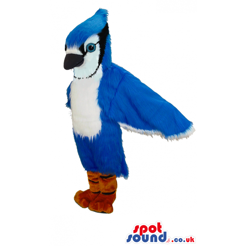 Tall blue Jay bird mascot with black beaj and orange feet -