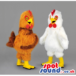 Two fluffy chicken mascot with red wattle and yellow beak -