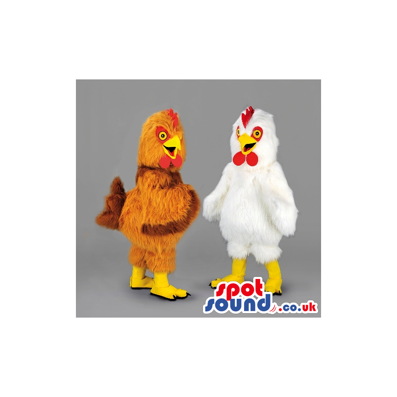 Two fluffy chicken mascot with red wattle and yellow beak -