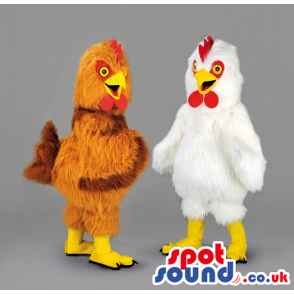 Two fluffy chicken mascot with red wattle and yellow beak -