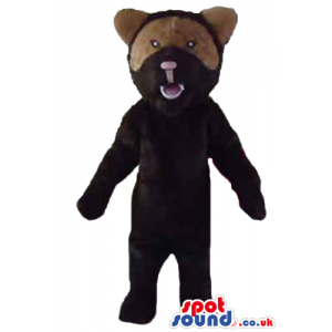 Dark brown bear with pink nose and light brown fur round the