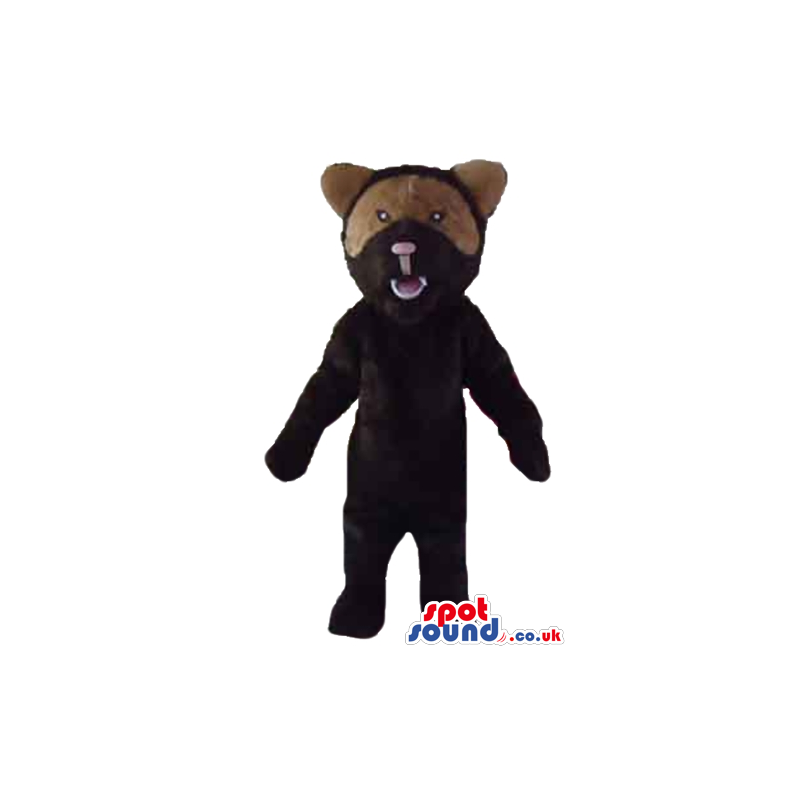 Dark brown bear with pink nose and light brown fur round the