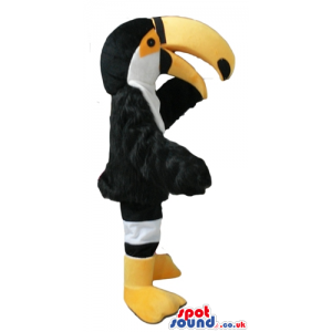 Black toucan with a large yellow and black beak, a white chest