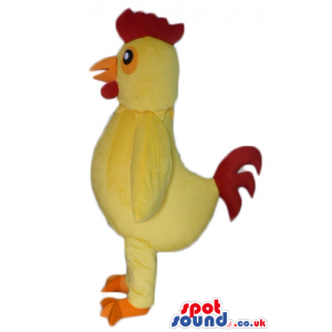 Yellow cock with red hair and black eyes and orange feet -