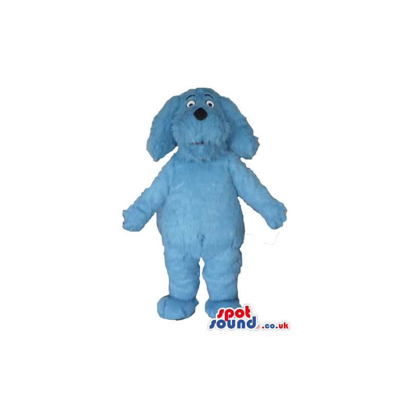 Light-blue furry dog with a small black nose and black eyes -