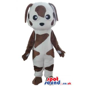 Spotted white and brown dog with long brown ears, brown arms