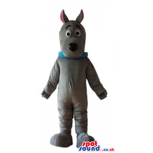 Grey dog with long sharp ears pink in the inside wearing a blue