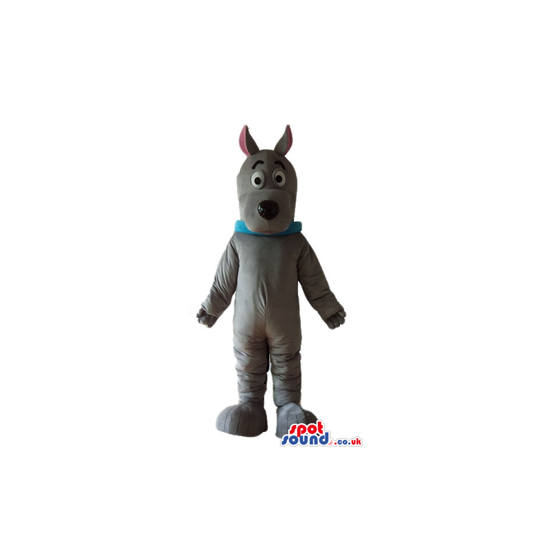 Grey dog with long sharp ears pink in the inside wearing a blue