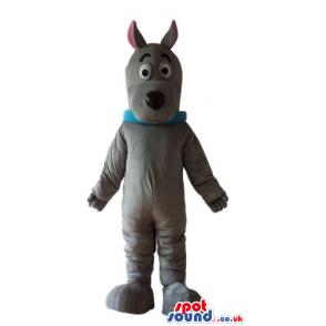 Grey dog with long sharp ears pink in the inside wearing a blue